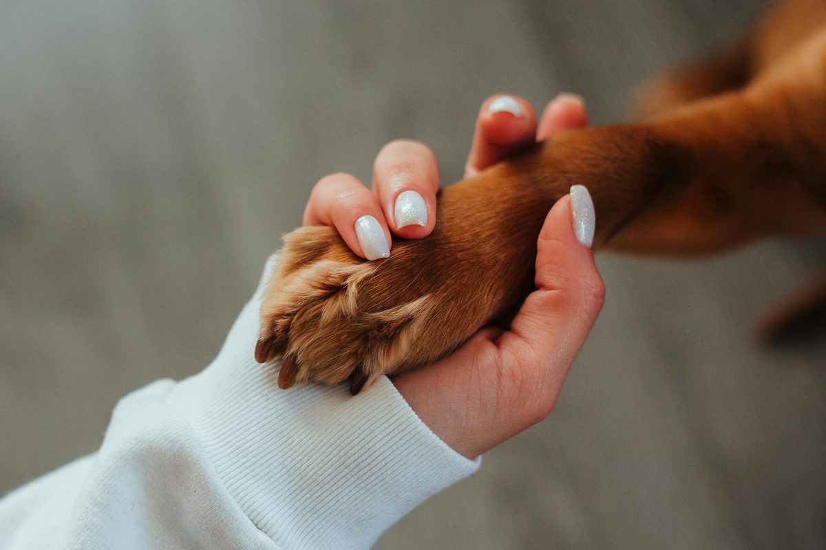 Pet Owner Holding a Dog Paw