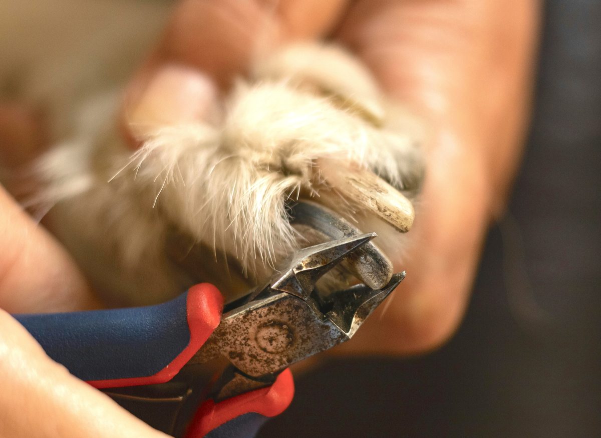 Nail Trimming and a dog paw