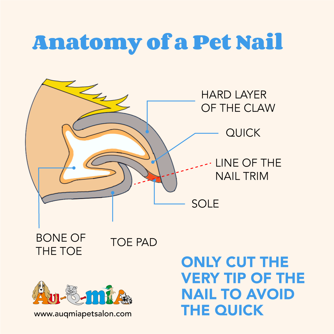 Anatomy of A Dog Nail