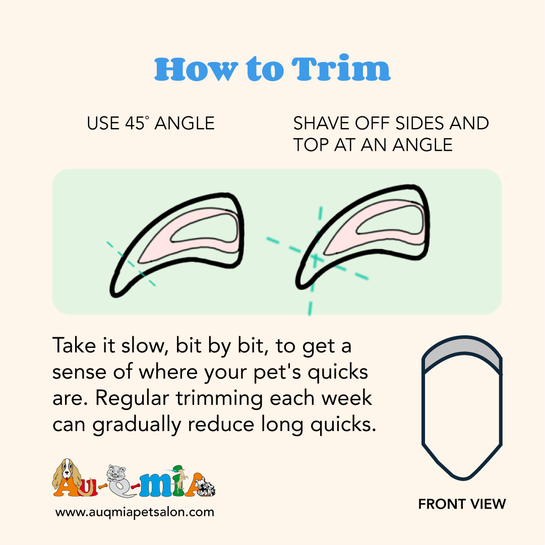 How to trim a dog nail