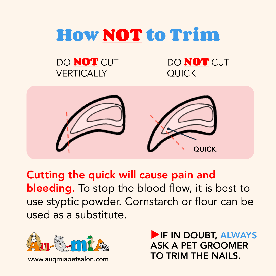 How to NOT trim a Dog Nail