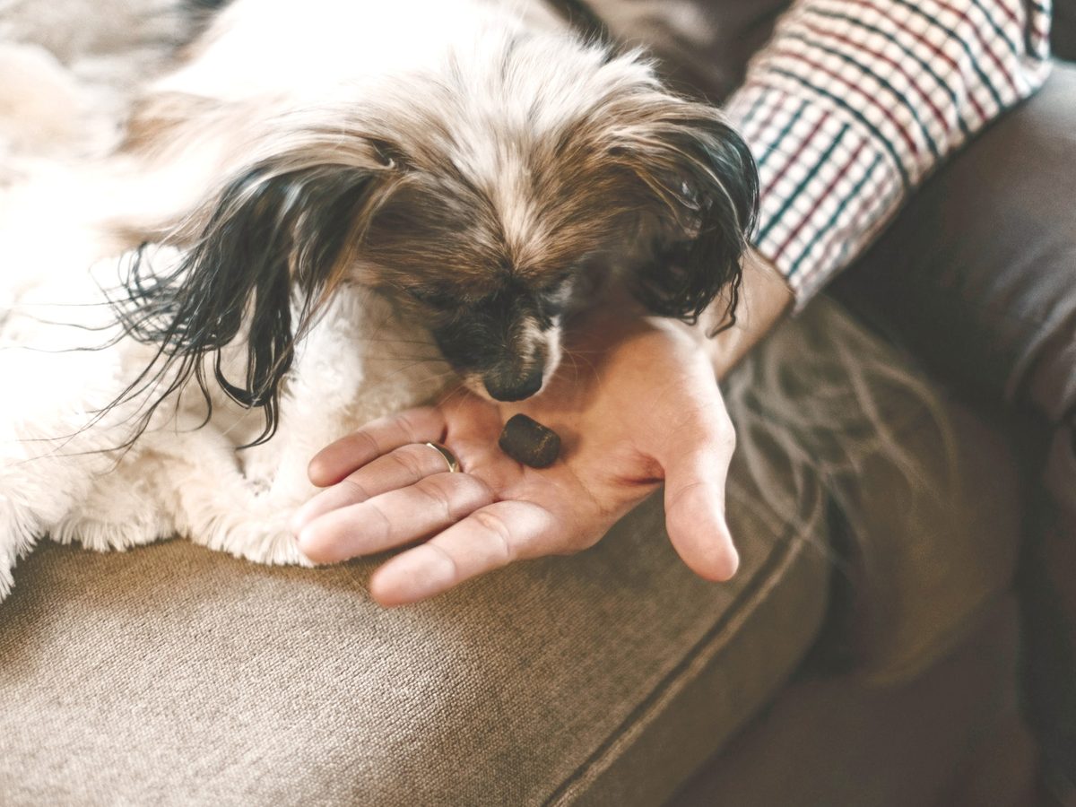 Dog getting a treat after nail trimming