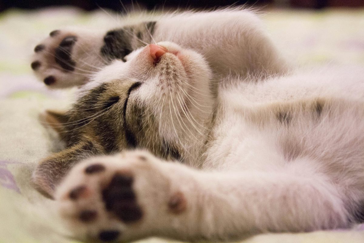 kitty-sleeping