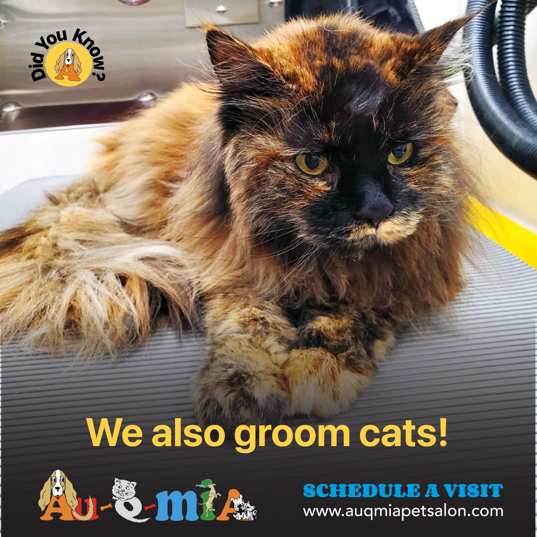 A cat waiting for grooming session