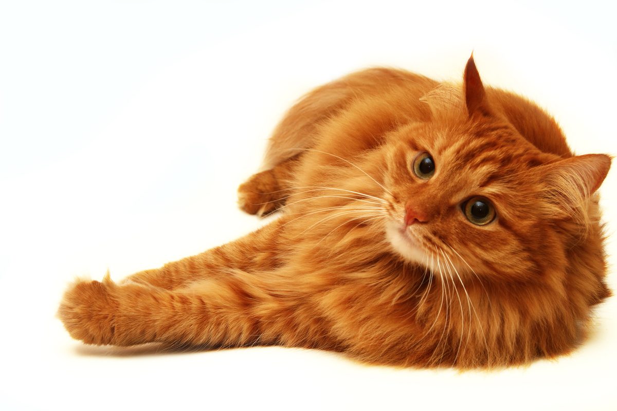 A cat laying down on a white background
