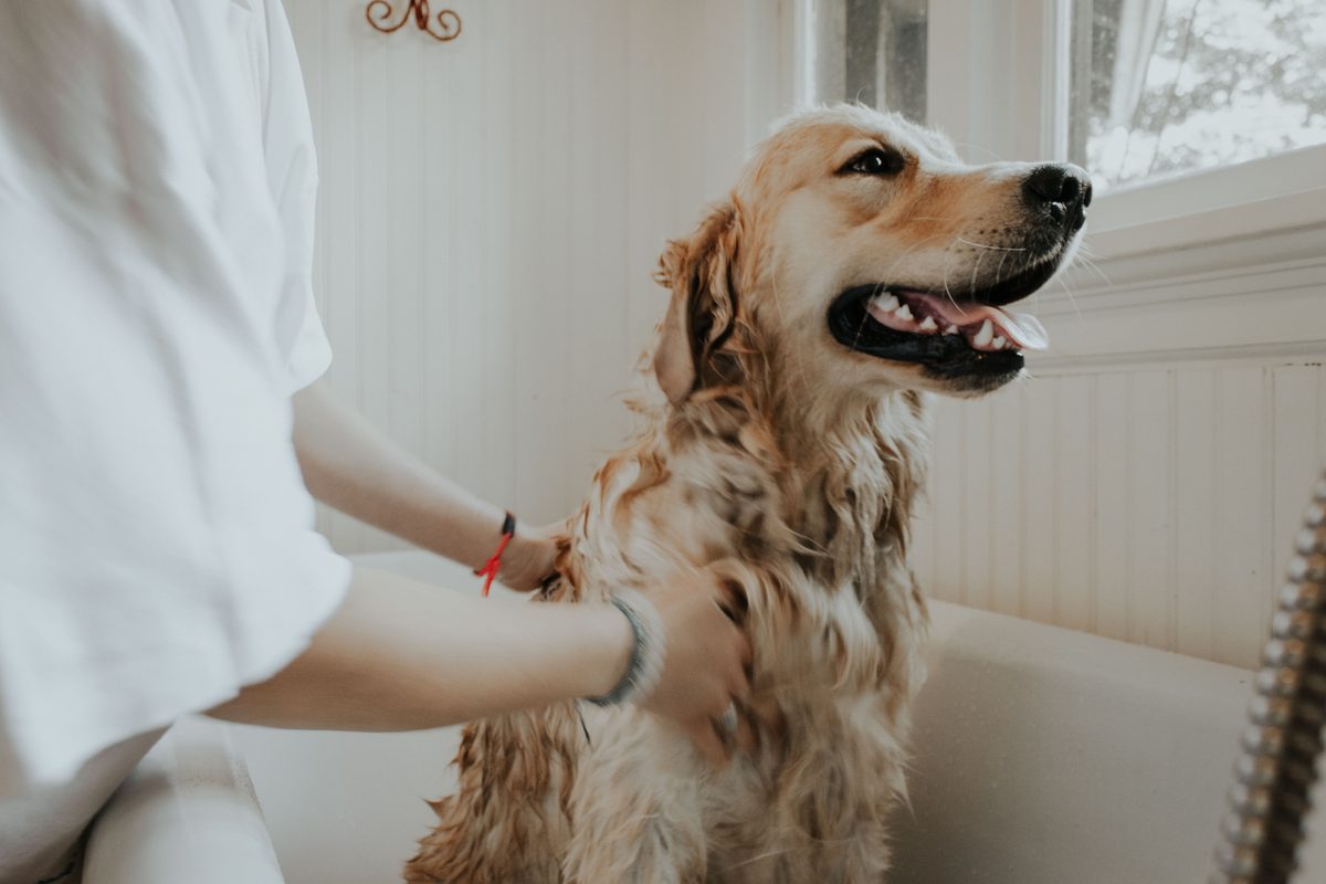 dog taking a bath at pet salon