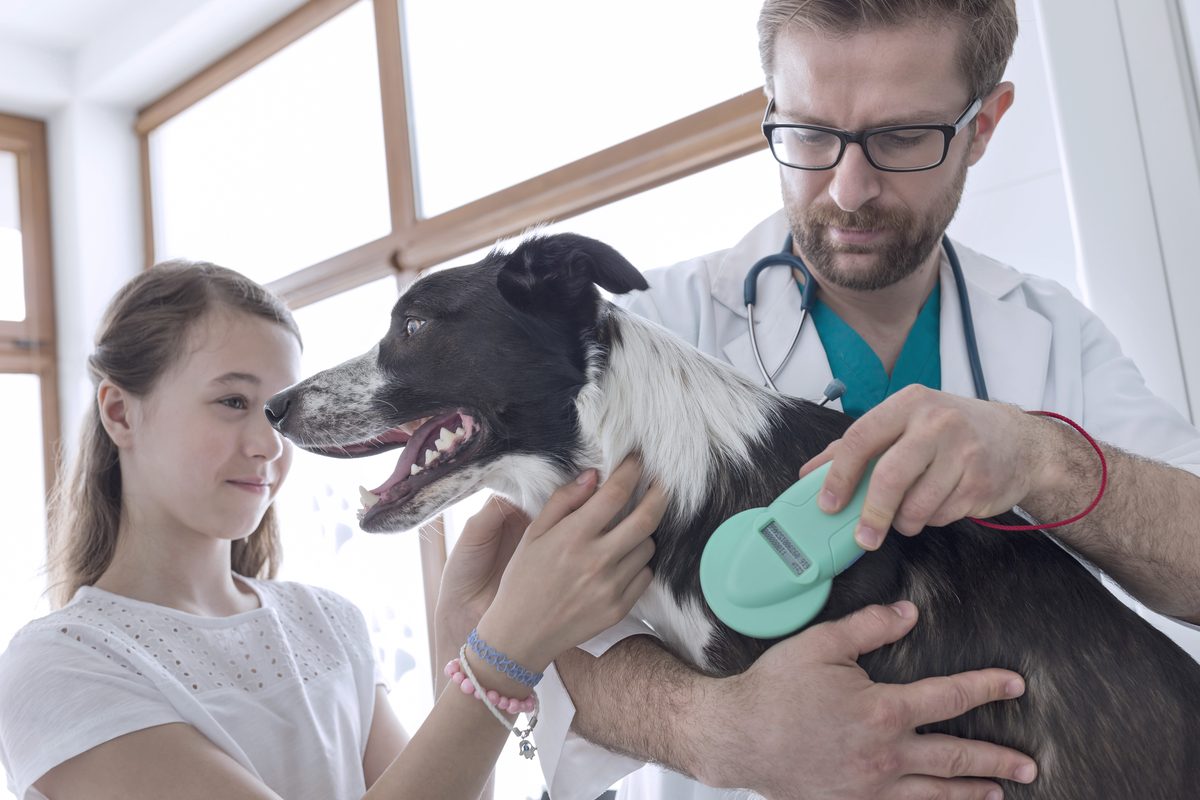 dog in vet