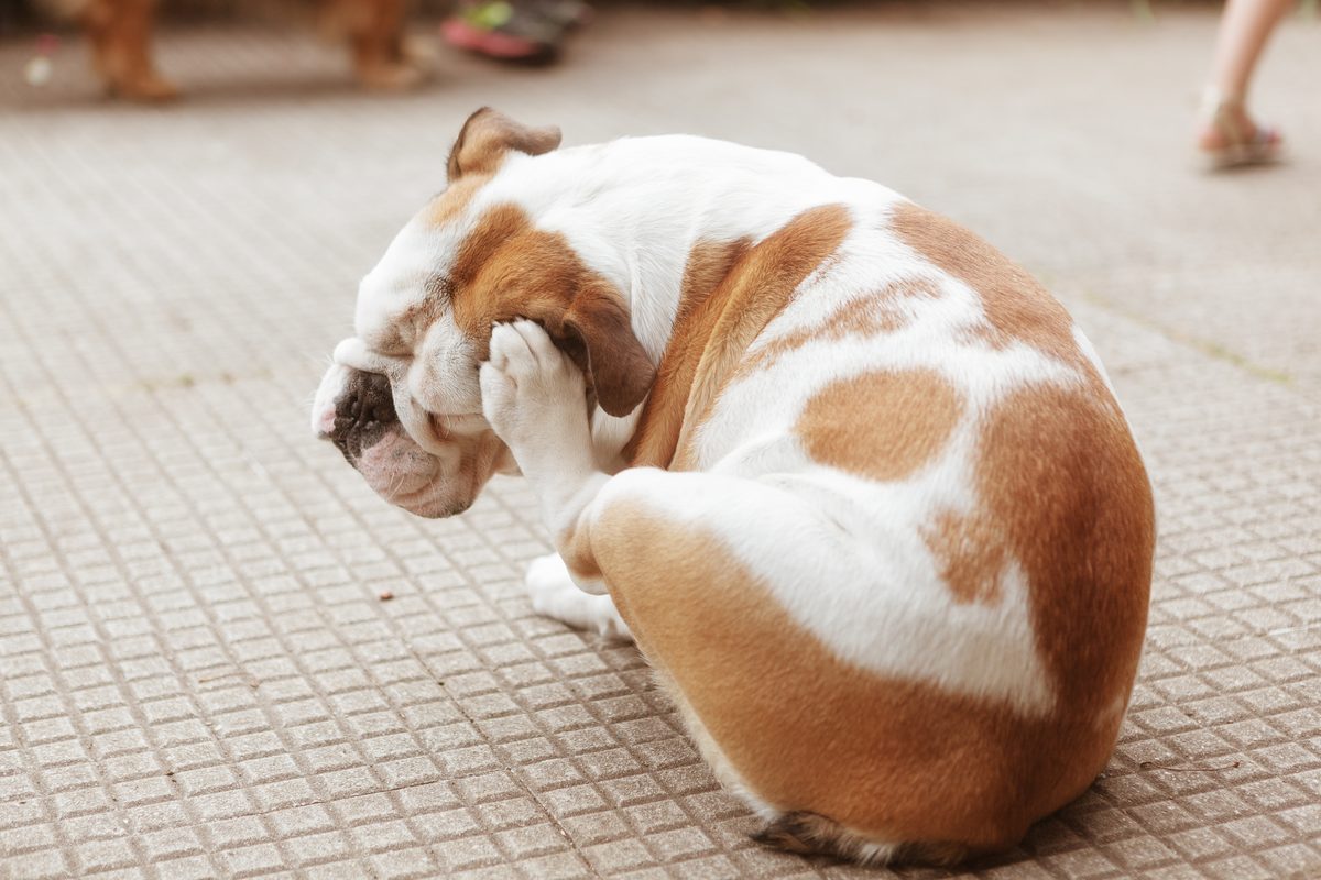 dog with flea