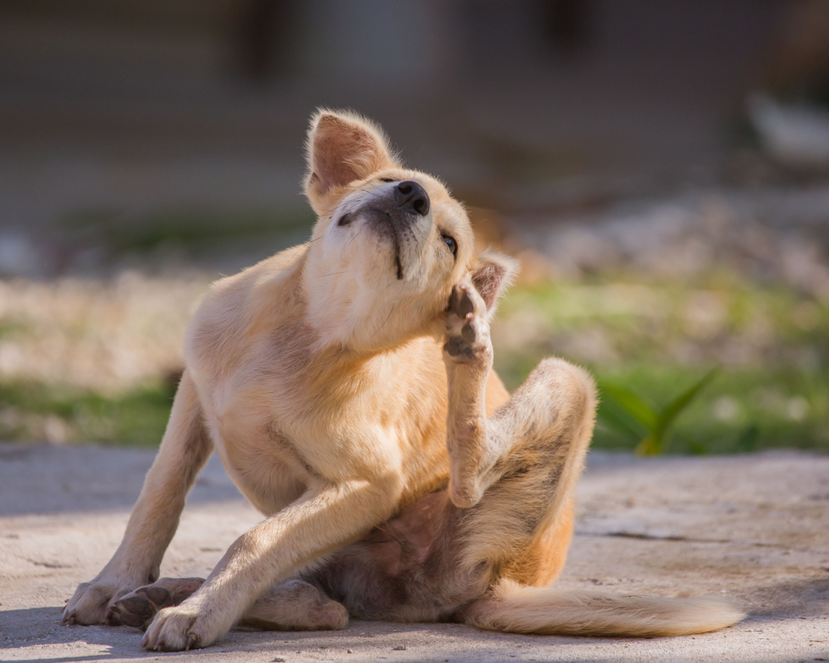 dog scratching