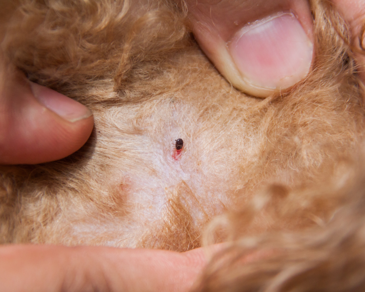 Photo of a dog with flea