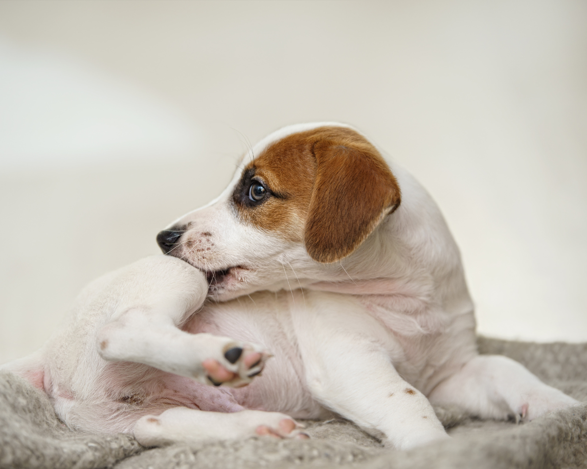 dog scratching