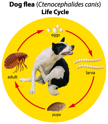 Dog Flea Life Cycle