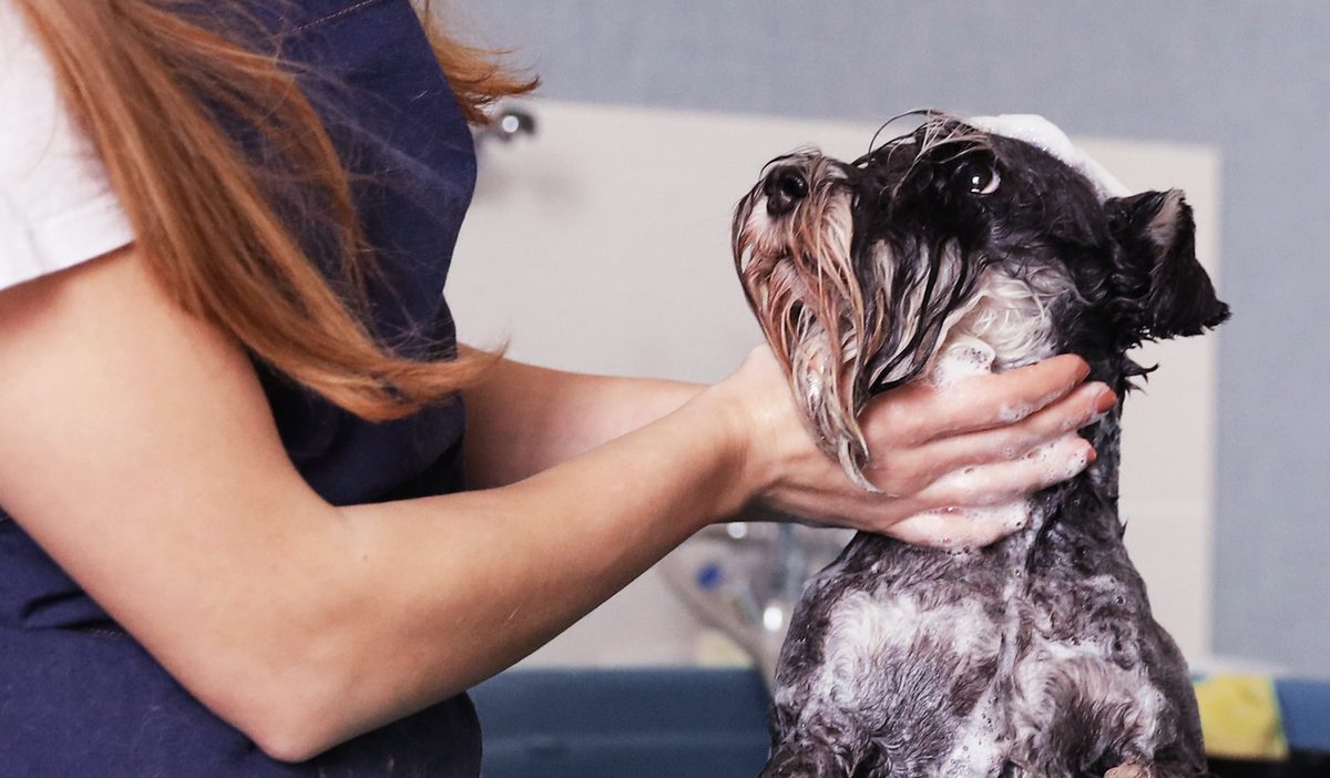 dog with owner