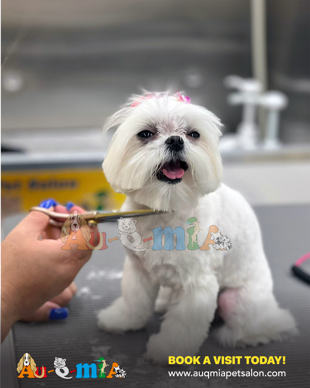 AU-Q-MIA Pet Salon mobile grooming