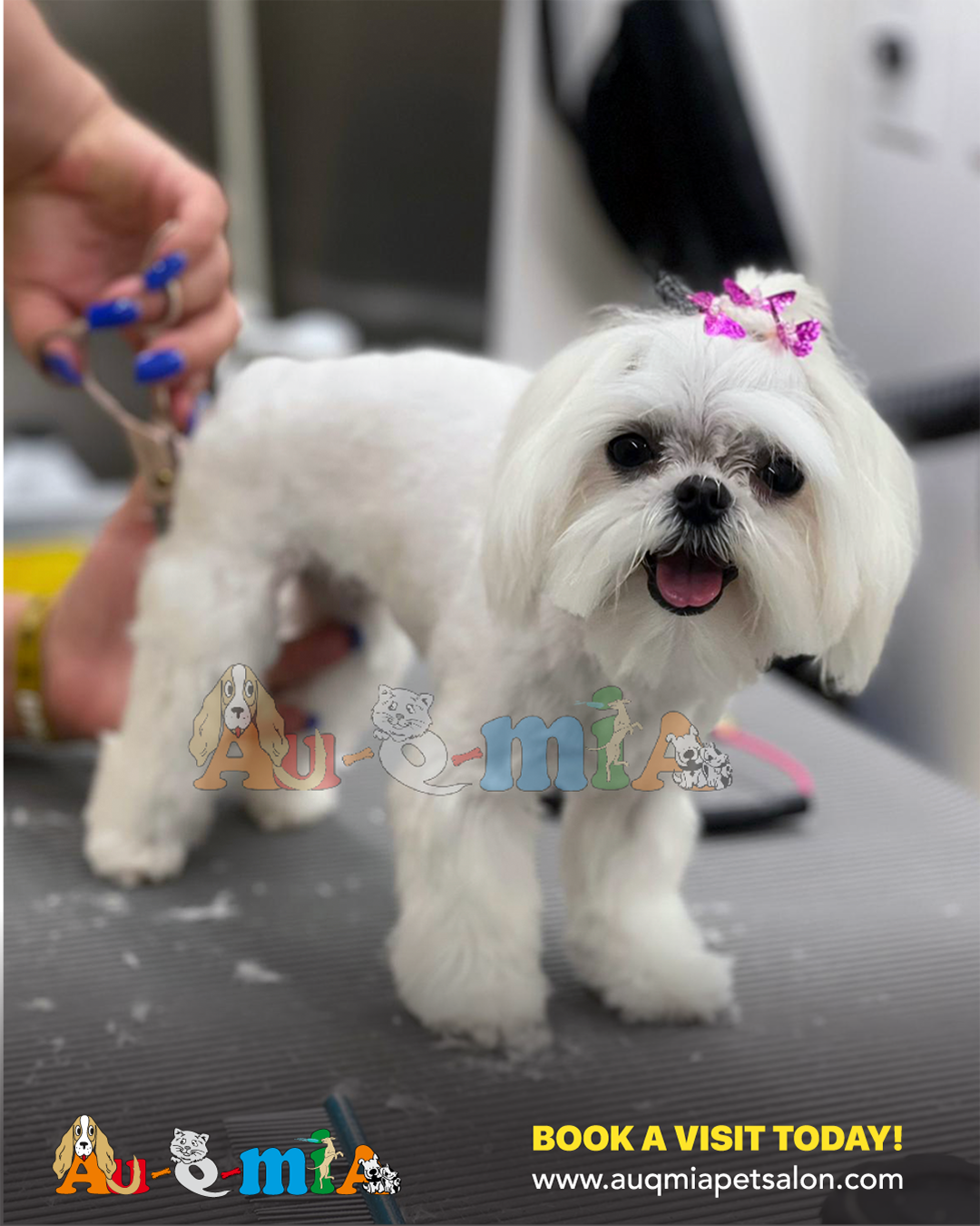 AU-Q-MIA Pet Salon mobile grooming
