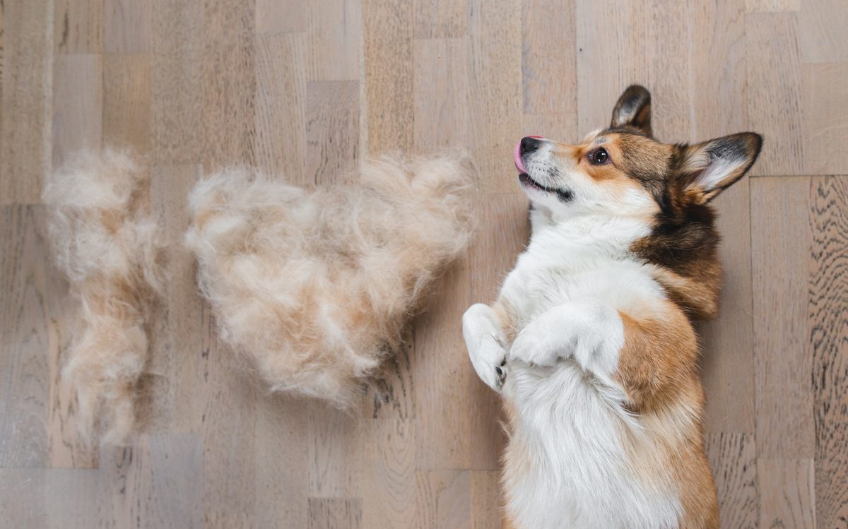 Corgi laying down