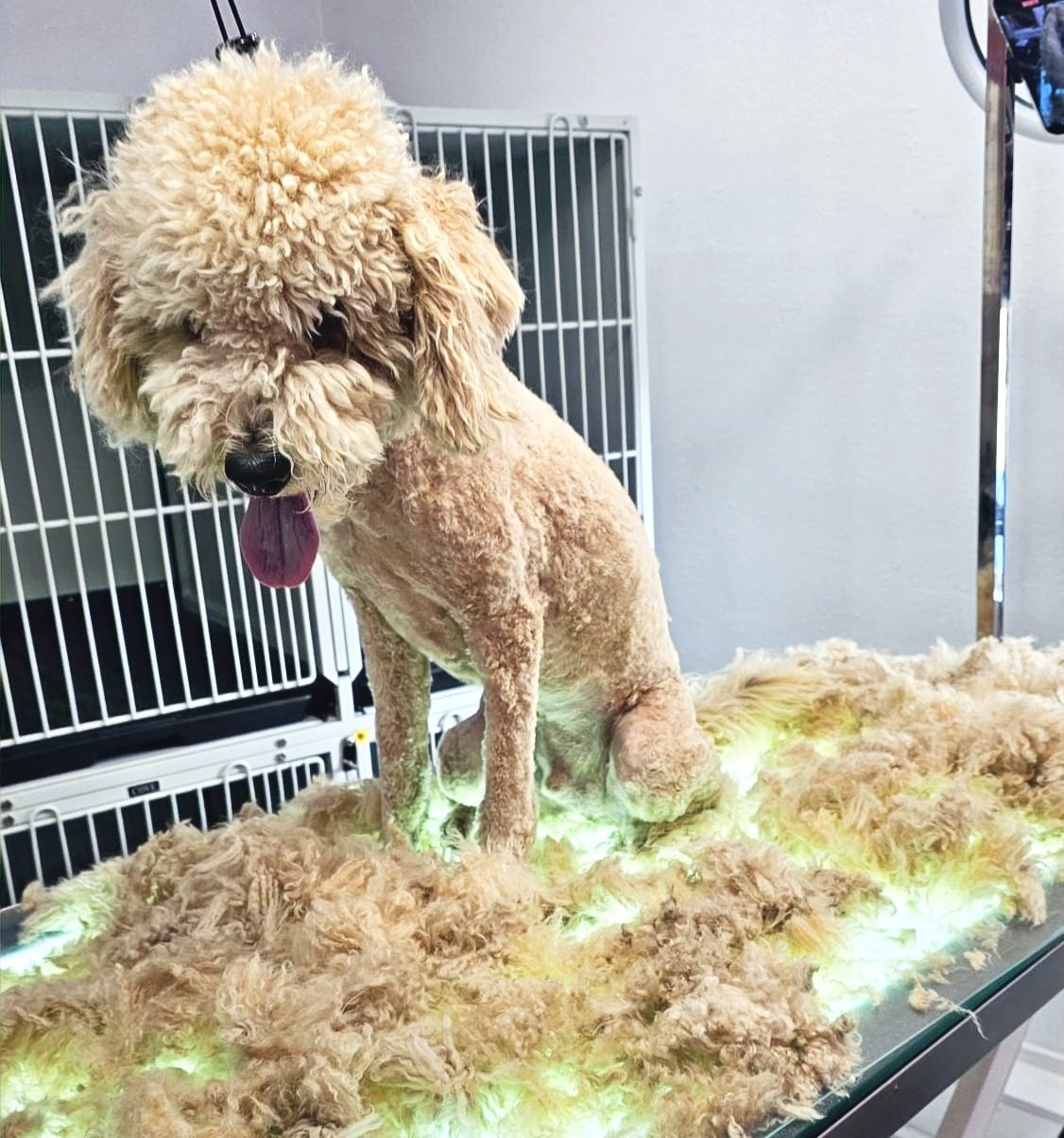 Dog de-shedding