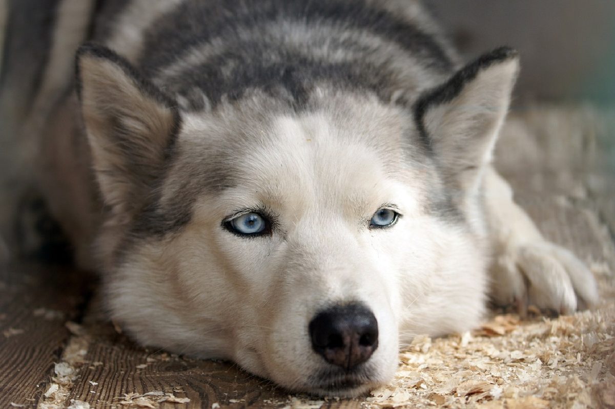 Husky relaxing