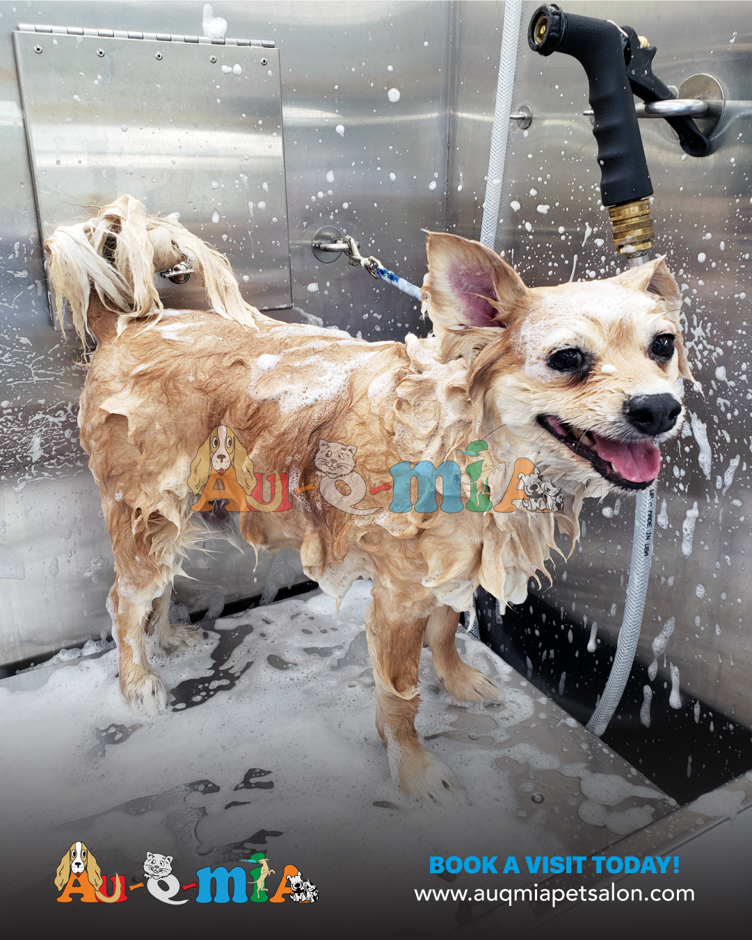 Dog taking a bath at AuQMia