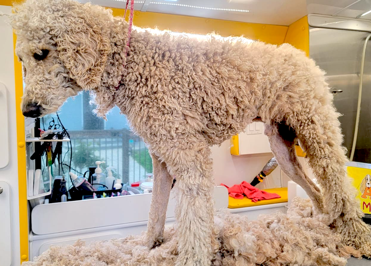 A dog at its grooming for de-shedding