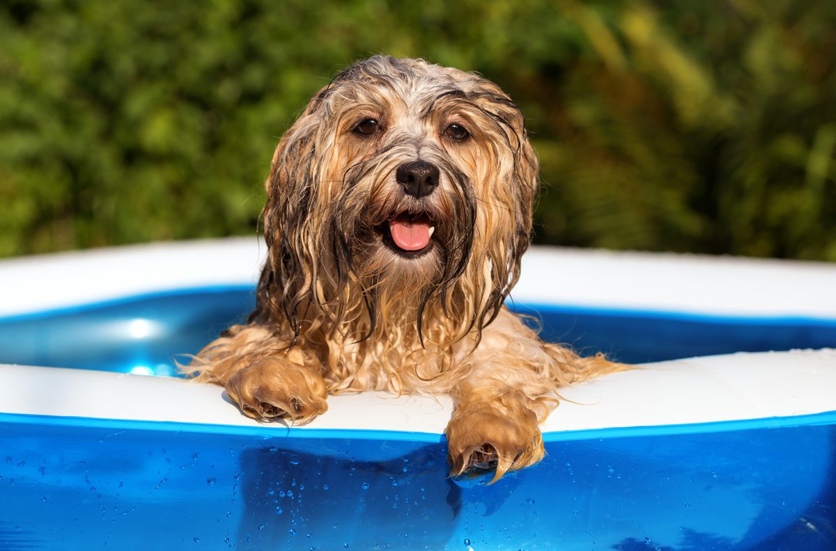 Beating the heat wave with a splash!