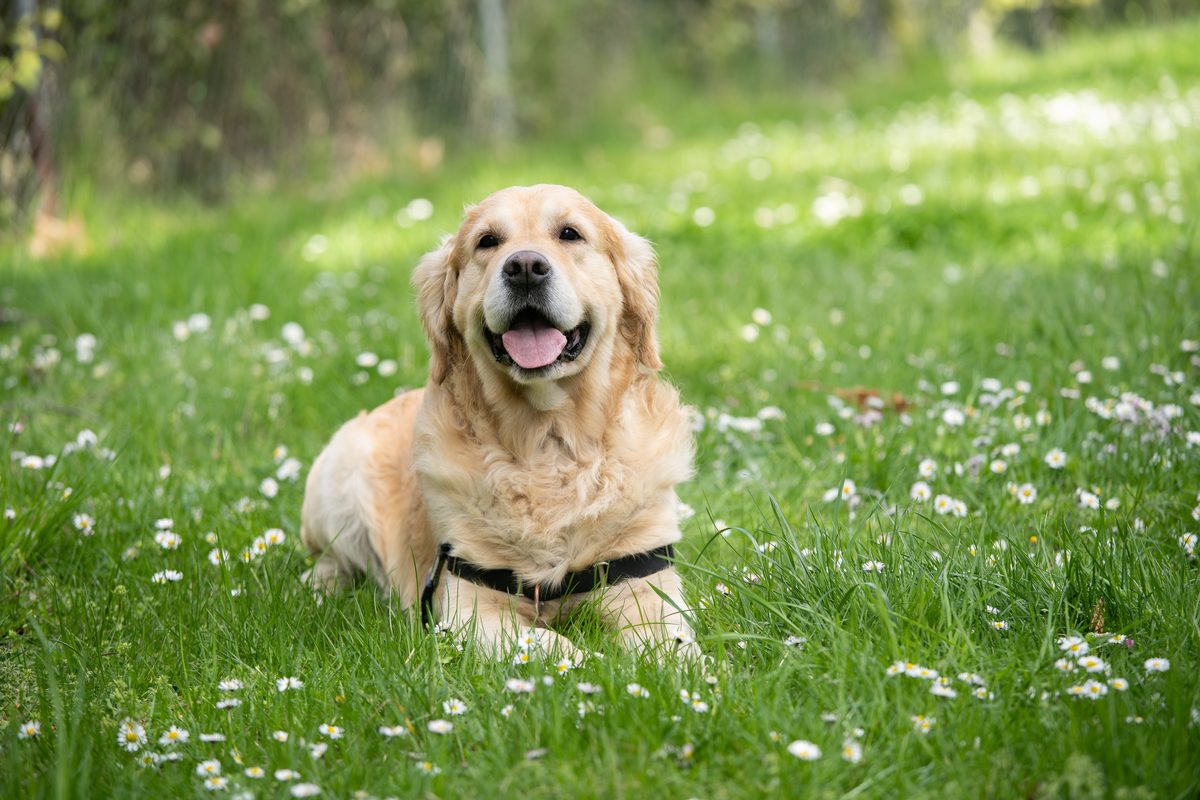 A happy dog in the grass