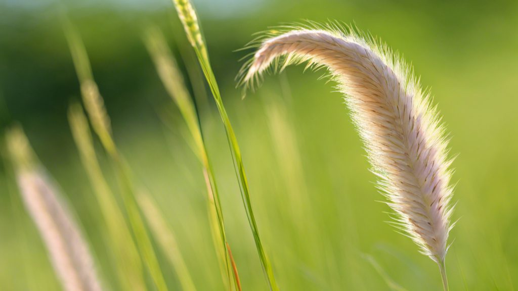 Foxtail Plant