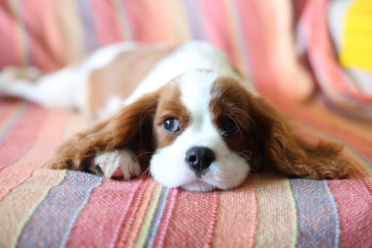 Puppy laying down
