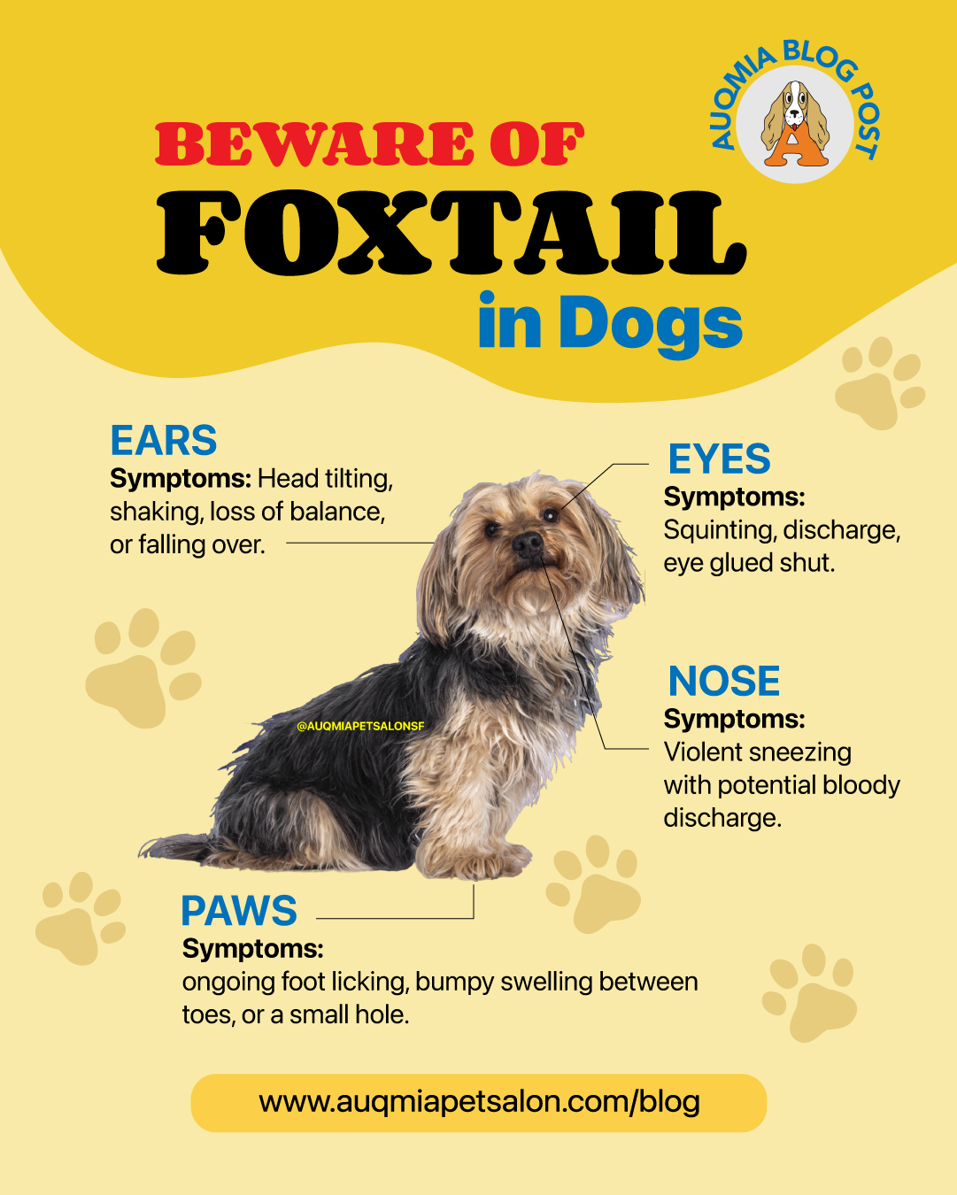 guide of a foxtail symptoms