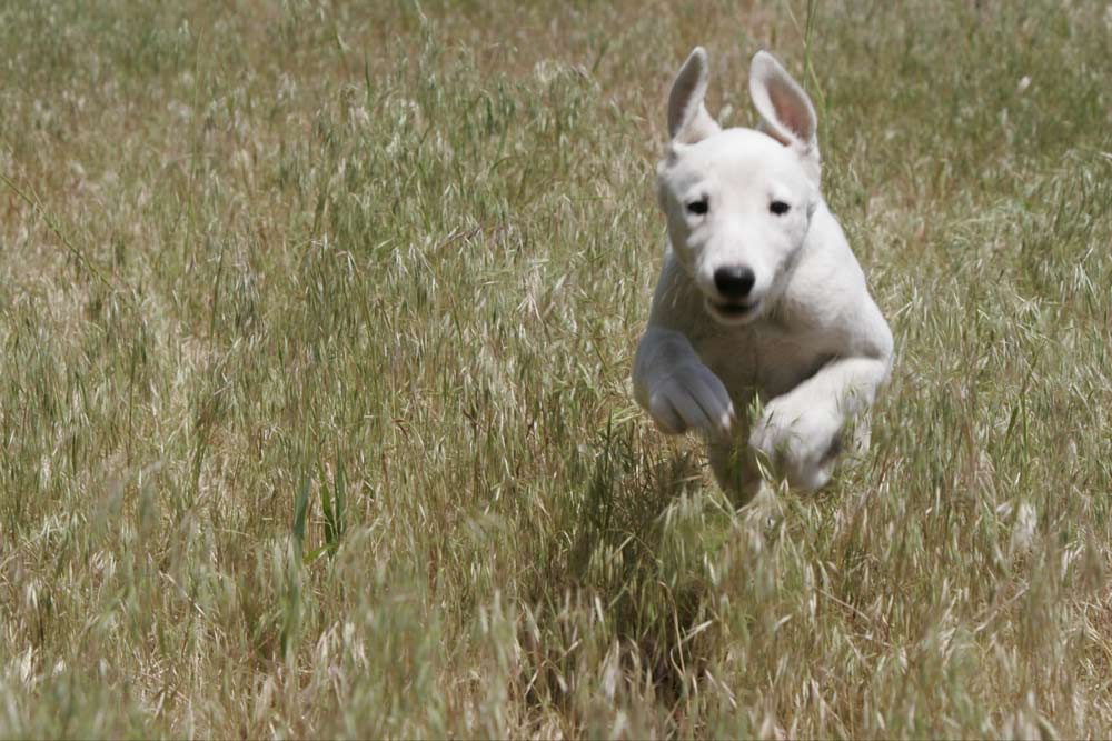 happy dog running in the grass