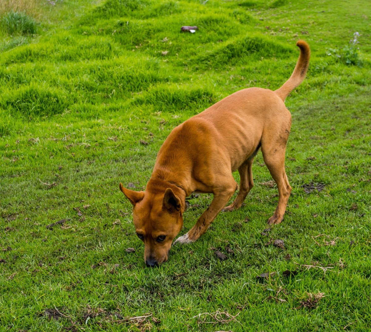 Dog sniffing grass