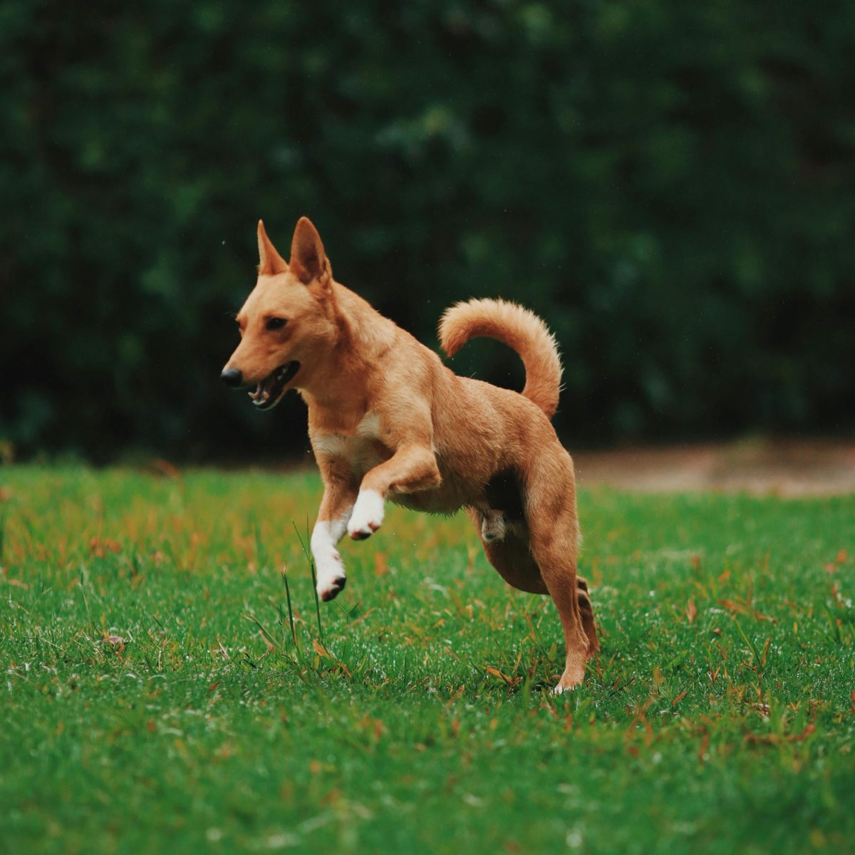 Dog Playing In Grass