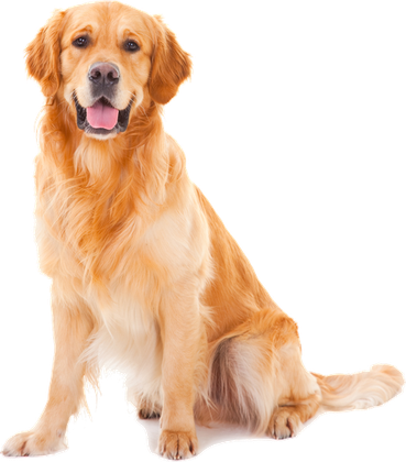 AU the golden