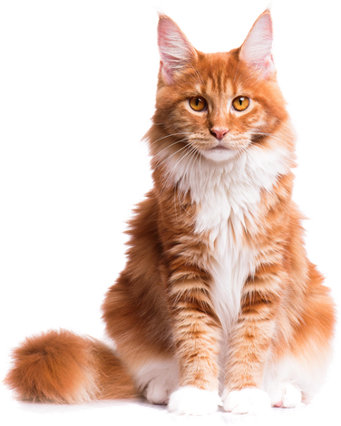 Mia the cat