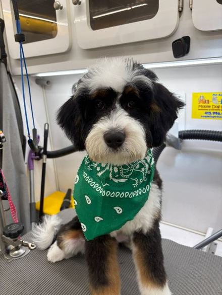 Bernedoodle fresh from grooming