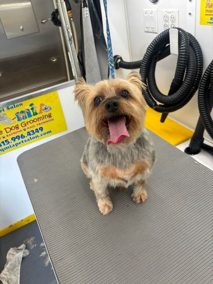 Yorkie groomed and smiling