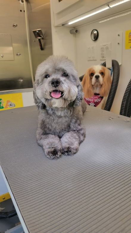 Two happy dogs after their groom